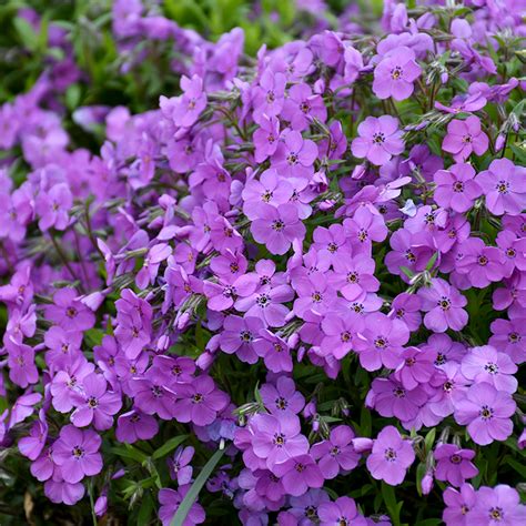 Sherwood Purple Creeping Phlox Plant Addicts