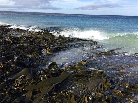 Drifting Algae Image Eurekalert Science News Releases