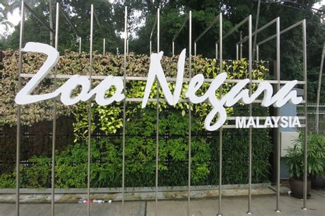 Visit malaysia's renowned national zoo, zoo negara for a day out with friends and family. December Babies, You'll Get To Visit Zoo Negara For Free ...