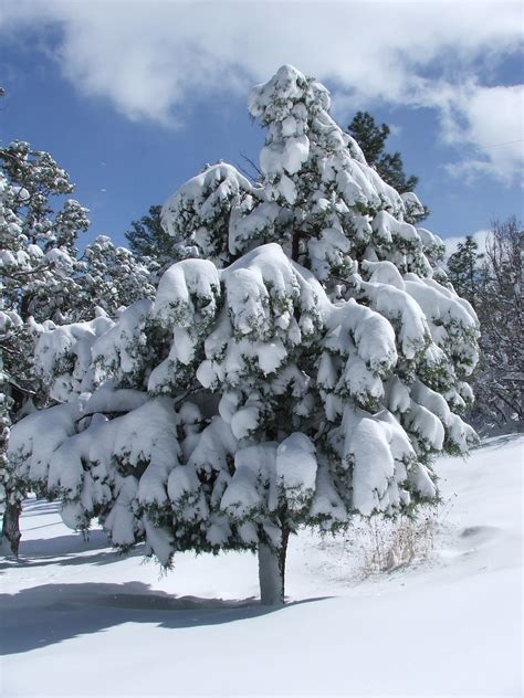 Tree Pine Snow Free Photo On Pixabay Pixabay