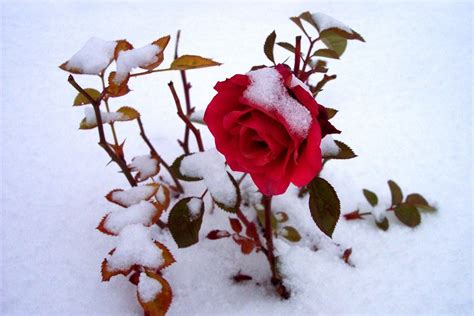 Snow Rose Hd Wallpapers Snow Rose Hd Images Snow Rose Hd Pictures
