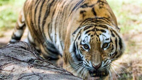 Endangered Siberian Tigers Filmed In Russian Forest