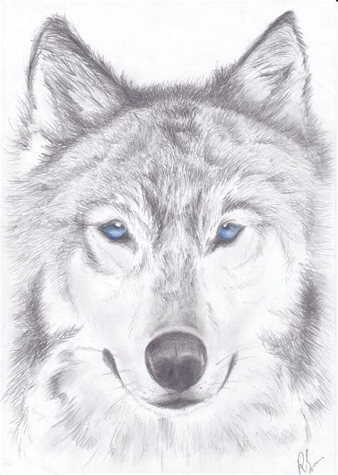 Beautiful Blue Eyed Wolf Wolf Drawing Wolf Painting