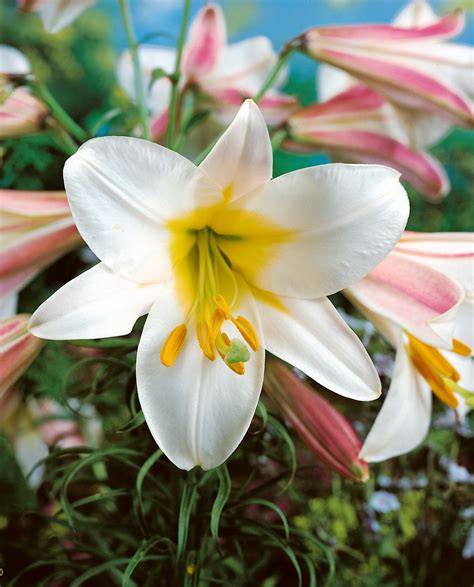 Lilium Regale Trumpet Lilies Buy Lily Bulbs From The Gold Medal