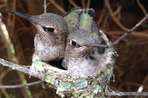 Baby Hummingbirds Leave The Nest These Are The Cutest Bird Photos Ever