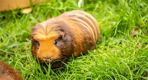 I'm new to the site and would be grateful for your advice on getting a pair of guinea pigs. Best Guinea Pig Foods to Maintain a Good Health • GuineaHub