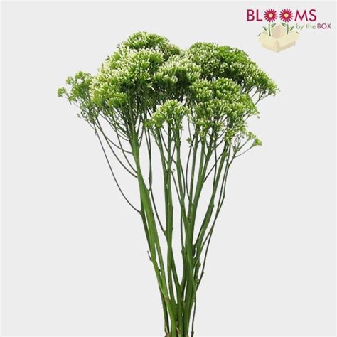 Trachelium White Flower Wholesale Blooms By The Box