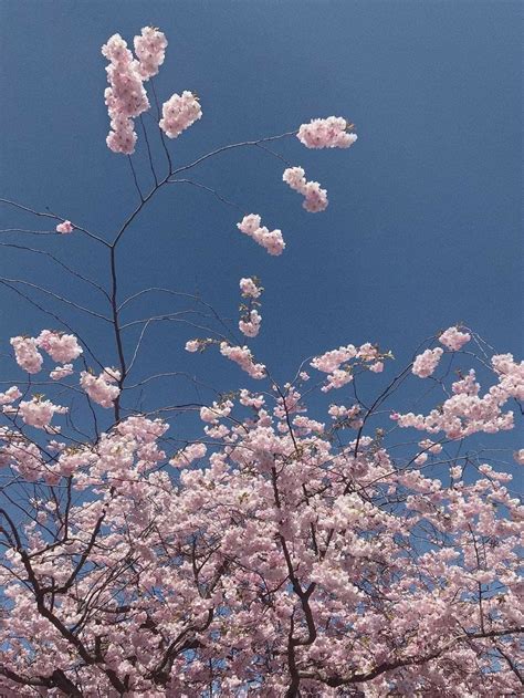 Cherry Blossom Wallpaper Aesthetic