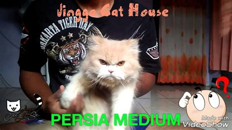 Perbedaan Kucing Persia Medium Flatnose Peaknose Youtube
