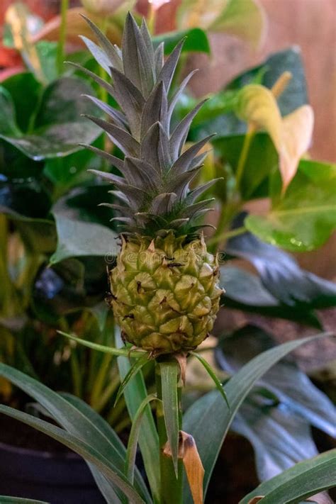How To Grow A Pineapple At Home In A Pot Growing Pineapple Which