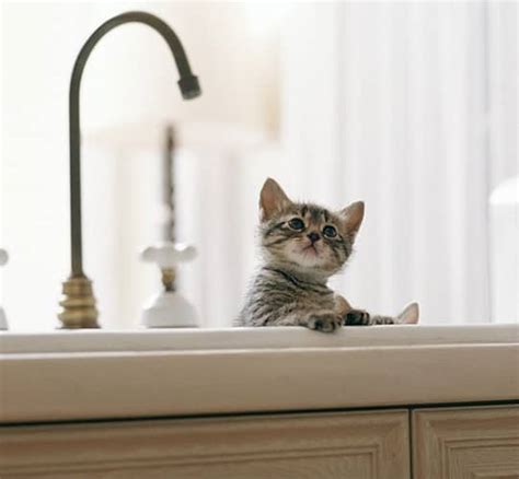 Kittens In The Kitchen A Cuteness Break For Your Post Holiday Tuesday