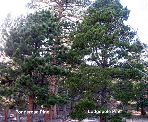 Rocky Mountain Bushcraft Rocky Mountain Tree Identification Ponderosa