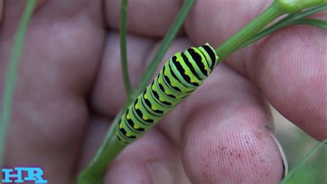 Monarch Butterfly Caterpillar Youtube