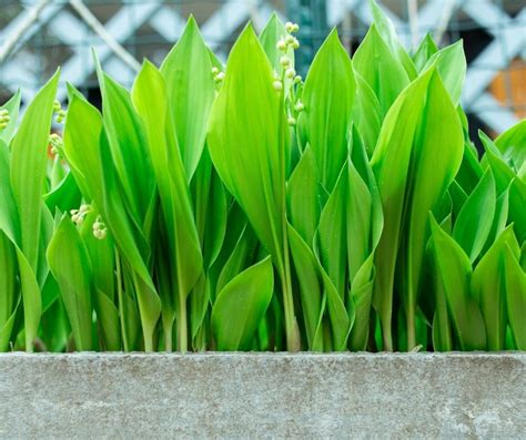 How To Grow Lily Of The Valley In Containers Indoor Garden Tips