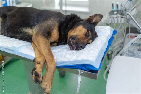 Large German Shepherd Dog Under Anesthesia In Veterinarian Clinic Lying