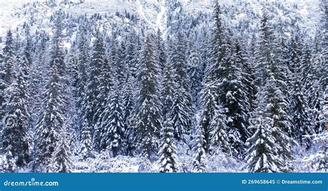 Snowy Spruce Background In Mountains Winter In A Spruce Forest