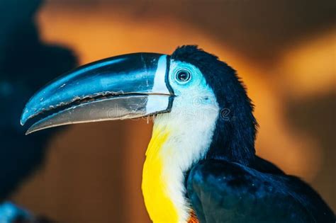 Toucan Bird Picture Image 3457858