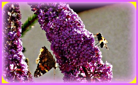 Bracciale montato su catena argentata con fiorellini realizzati in fimo viola, perle cerate in vetro in tinta, tonde stardust argentate e ccb in metallo, chiusura moschettone, lunghezza circa cm. Beatris Click: Tutto è in fiore!