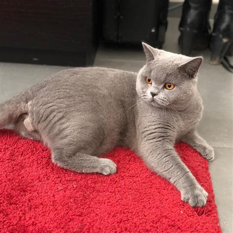 Five Reasons You Will Fall In Love With British Shorthair