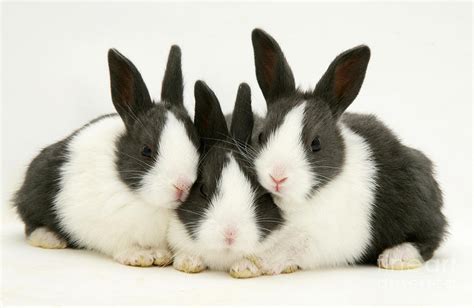 Baby Blue Dutch Rabbits Photograph By Jane Burton Pixels