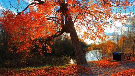 Full Hd Wallpaper Autumn Forest Tree River Desktop