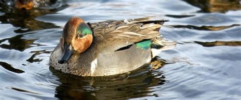New Bird Flu Found In Us Duck For First Time Nbc News