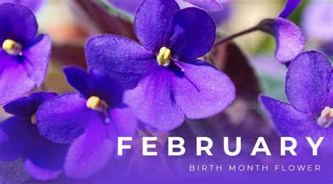 February Birth Flower Violet