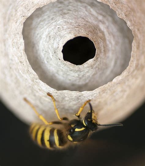 30 Examples Of Macro Photography Bee Art Wasp Nest Insects