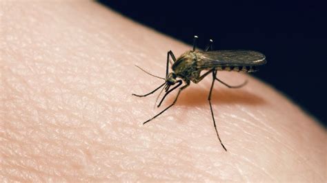 The Dangers Of Mosquitoes Diseases