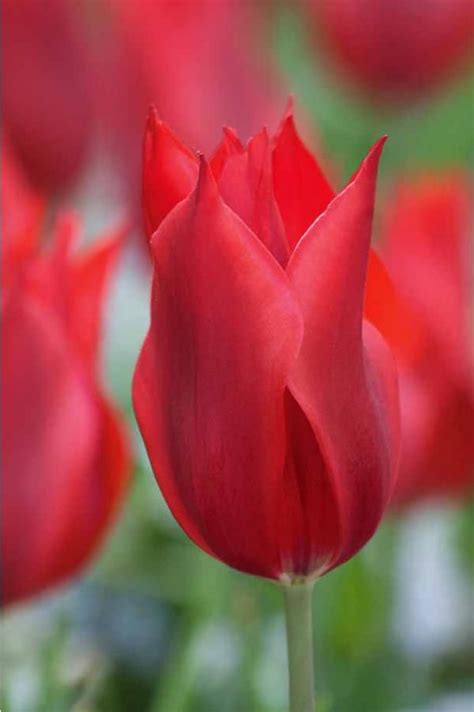 Définition, synonymes, citations, traduction dans le dictionnaire de la langue française. #Tulipe à fleur de Lis 'Pieter de Leur' (With images ...