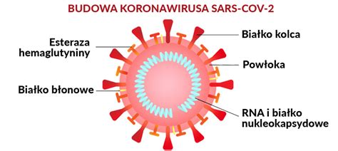 Koronawirus Co To Jest Objawy Badania Synevo