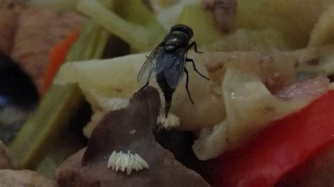 Sometimes, a fly will mistake your food for trash — the distinction, sadly, is lost on them. Fly laying eggs - YouTube
