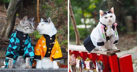 Cats Cosplay As 'Demon Slayer' Characters - Animals