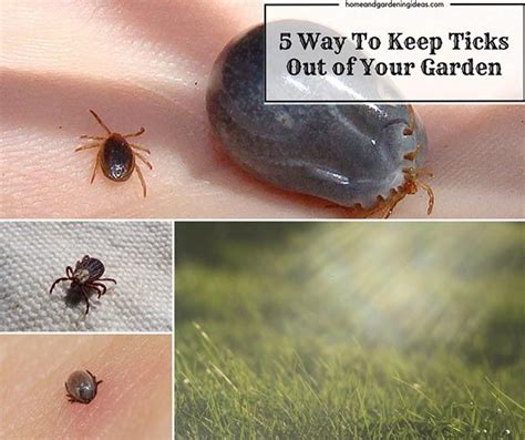 5 Things You Can Do To Keep Ticks Out Of Your Garden Garden Pest