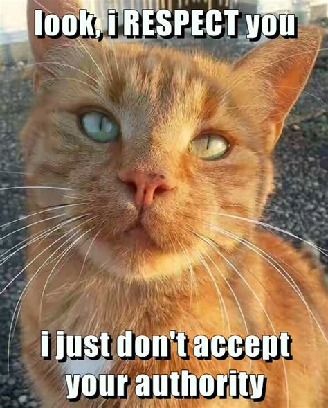 Respect Lolcats Lol Cat Memes Funny Cats Funny Cat Pictures