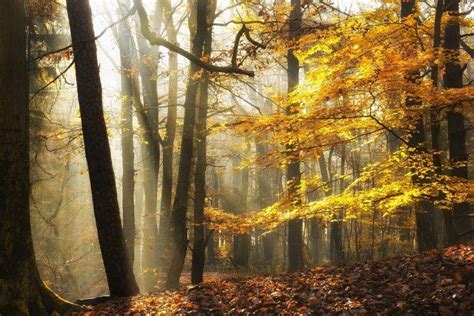 Landscape Nature Sunlight Fall Leaves Forest Mist Yellow Trees