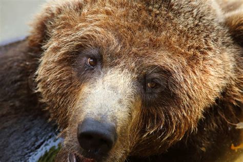Kopf eines Grizzly Bären Stock Bild Colourbox