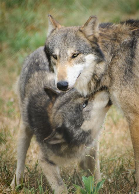 Wolves Wolf Park Battle Ground Indiana Bob Haarmans Flickr