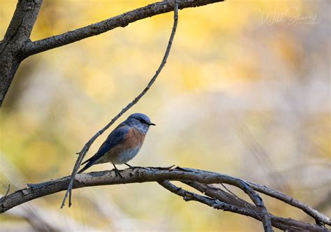 A Western Bluebird In Idahos Boise Mountains 92721 Rbirding