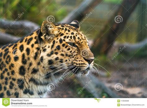 Orientalis Del Pardus Del Panthera Del Leopardo De Amur Imagen De