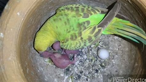 Parakeet Feeding Their Babies Budgies Feeding Babies Youtube
