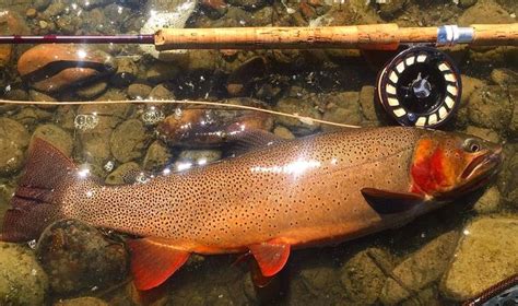 Pin By Paul Laemmlen On Snake River Finespotted Cutthroat Trout