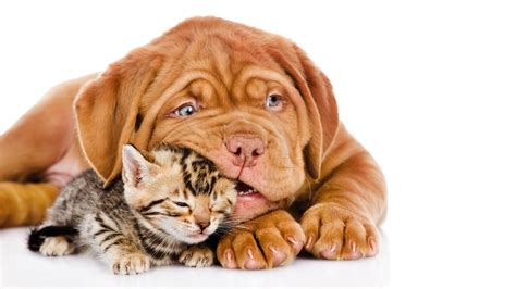Do you like this video? Cat And Dog Friendship Wallpapers High Quality | Download Free