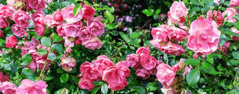 For information about the address and site location please email info@southfloridaclt.org. Rose Bushes that Thrive in South Florida | Living Color