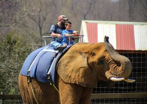 African Elephant Rides