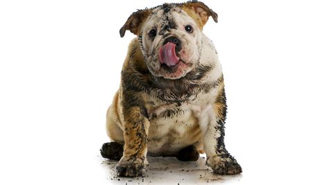 10 Worst Behaved Dog Breeds Healthy Homemade Dog Treats