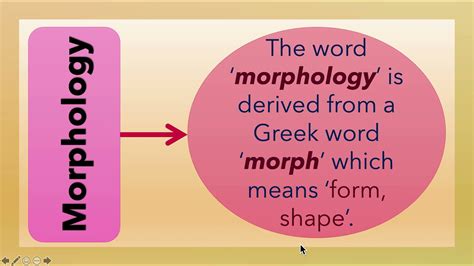 What Is Morphology L 3 Youtube