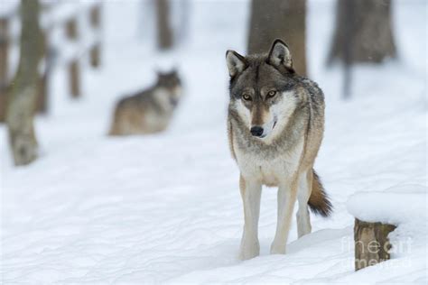 Grey Wolf In Snow With Wolf In Distance Photograph By Dan Friend Pixels