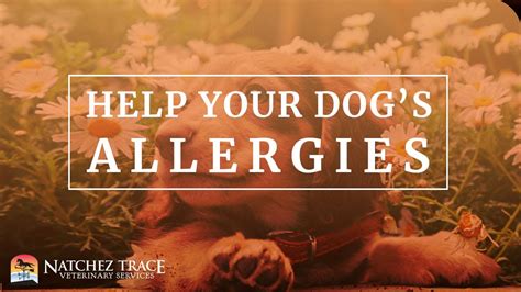 Learn How To Help Your Dogs Allergies Easy Things To Try Now Youtube