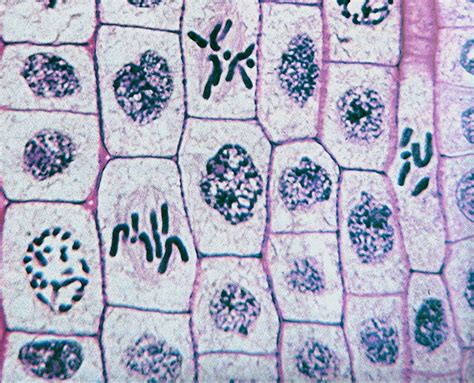 Due to the existence of the rigid cell wall, plant cells don't. Bahçelievler Fatih Koleji: Unite 1: Resimlerle Mitoz Bölünme